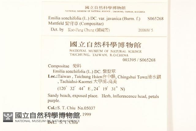 紫背草藏品圖，第2張