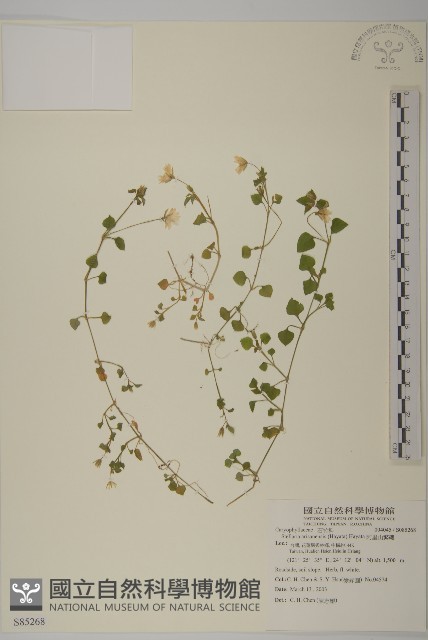 阿里山繁縷藏品圖，第1張