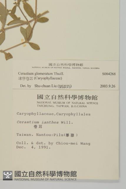 球序卷耳藏品圖，第2張