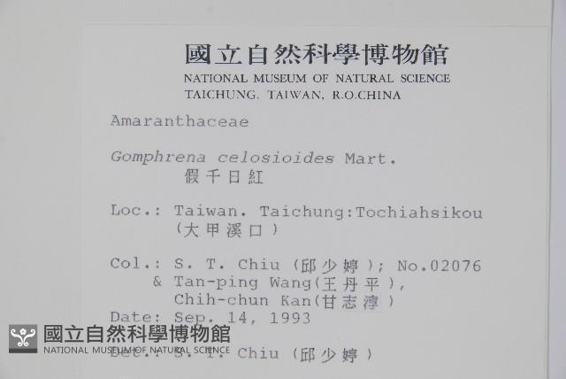 假千日紅藏品圖，第2張