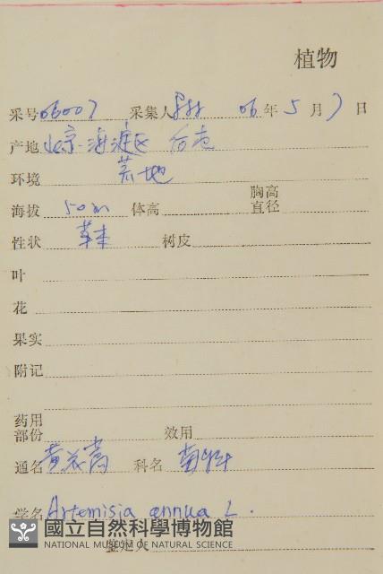 黃花蒿藏品圖，第2張