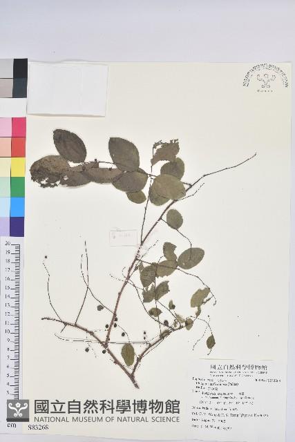 白飯樹藏品圖，第1張