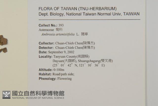 豬草、瘤果菊藏品圖，第2張