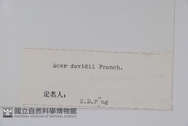 青榨槭藏品圖，第2張