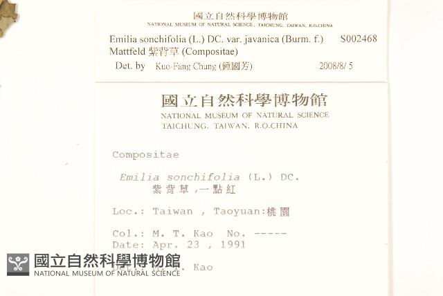 紫背草藏品圖，第2張