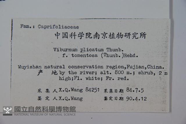 蝴蠂莢迷藏品圖，第2張