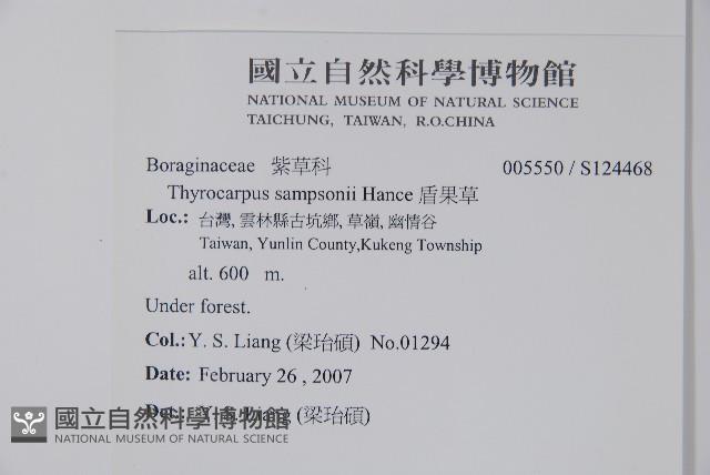 盾果草藏品圖，第2張