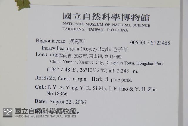 毛子草藏品圖，第2張