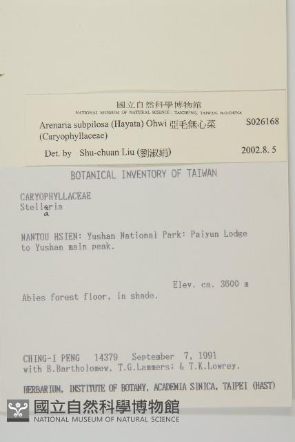 亞毛無心菜藏品圖，第2張