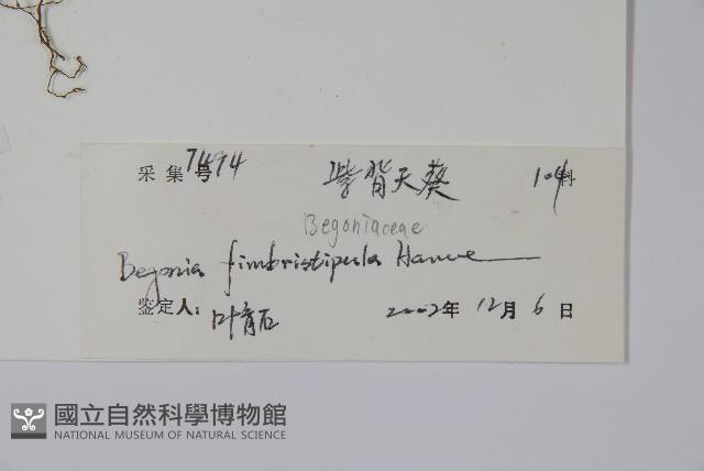 紫背天葵藏品圖，第2張