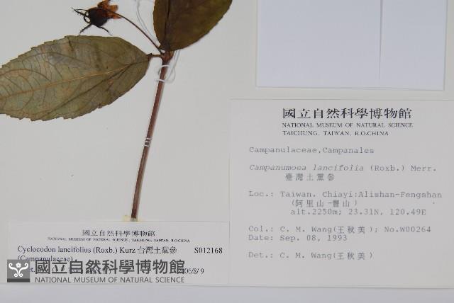 台灣土黨參藏品圖，第2張