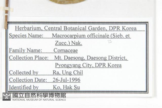 山茱萸藏品圖，第2張