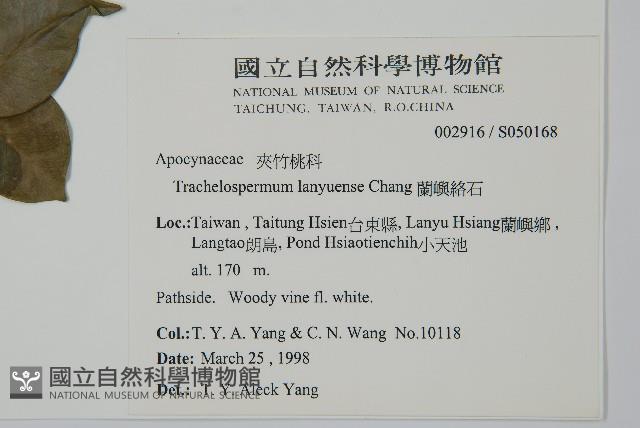 蘭嶼絡石藏品圖，第5張