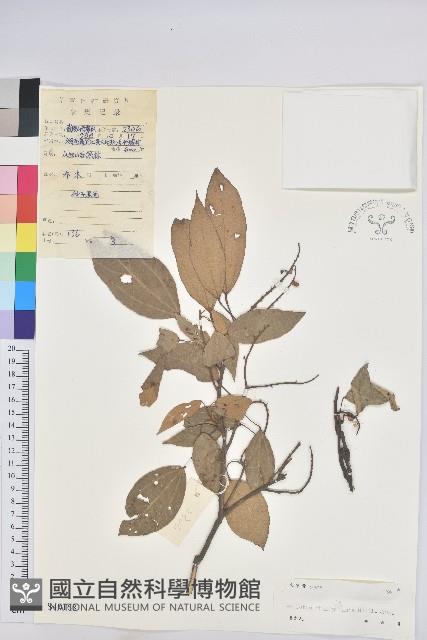 粗糠柴藏品圖，第1張