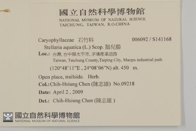 鵝兒腸藏品圖，第2張