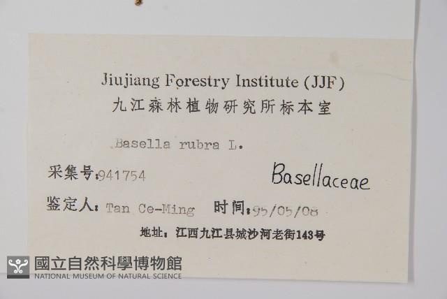 落葵藏品圖，第2張