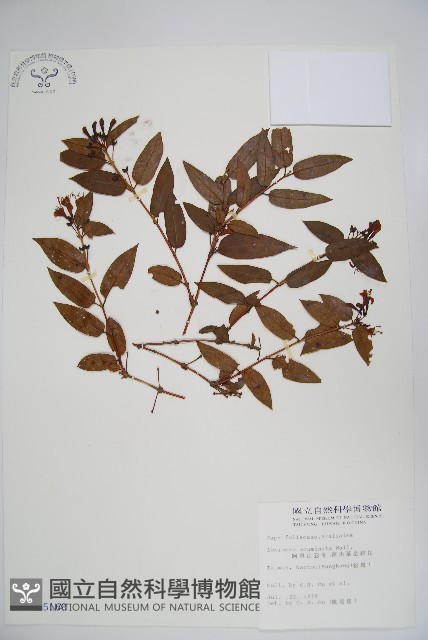 阿里山忍冬、漸尖葉忍冬藏品圖，第1張