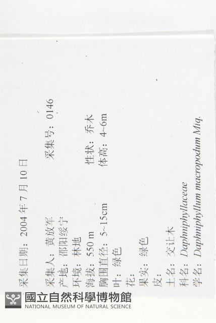 交讓木、臺灣虎皮楠、膜葉虎皮楠藏品圖，第2張