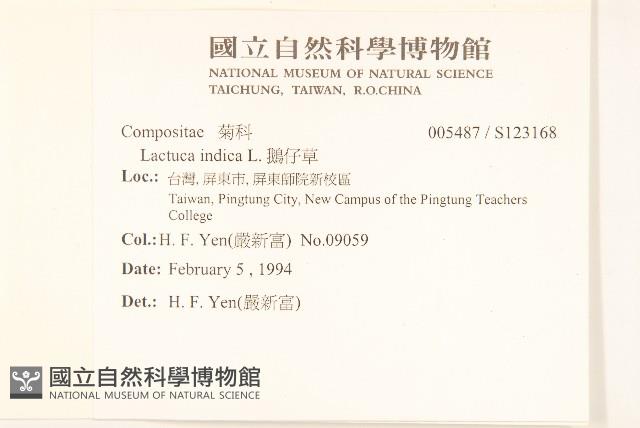 鵝仔草藏品圖，第2張