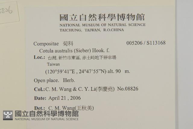 南方山芫荽藏品圖，第2張