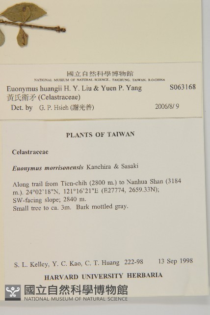 黃氏衛矛藏品圖，第2張