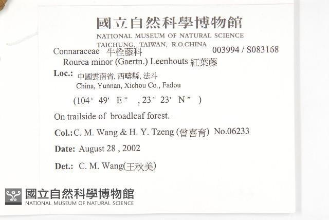 紅葉藤藏品圖，第2張