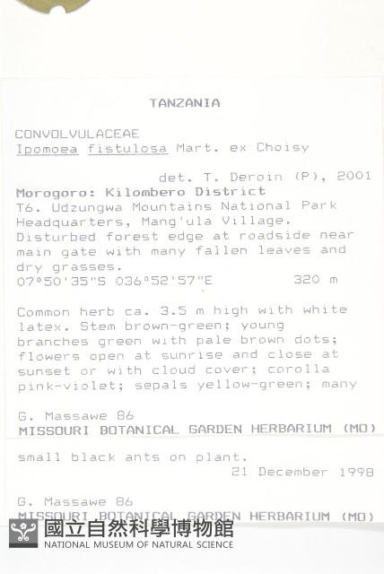 樹牽牛藏品圖，第2張