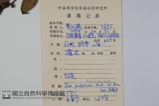 密毛假黃楊藏品圖，第2張