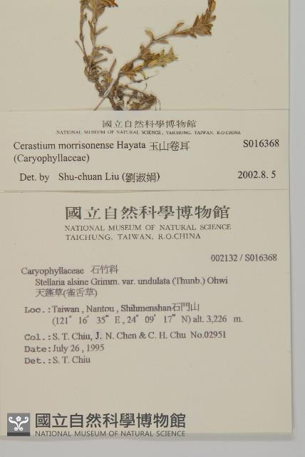 玉山卷耳藏品圖，第2張