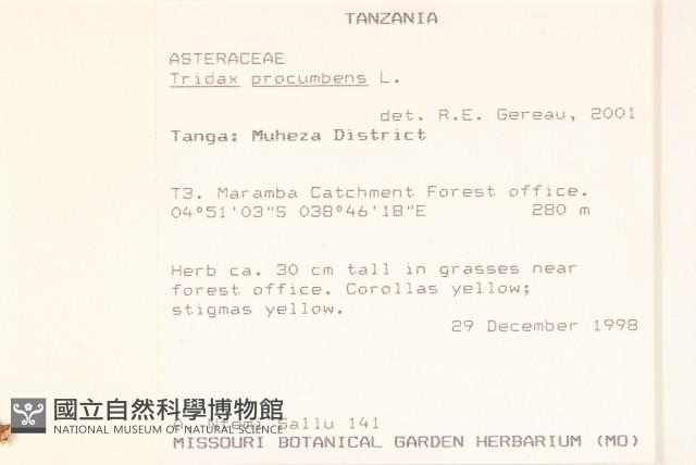 長柄菊藏品圖，第2張