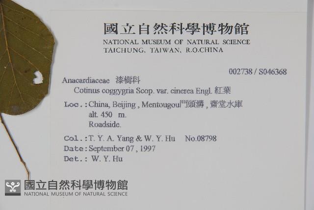 紅葉藏品圖，第2張