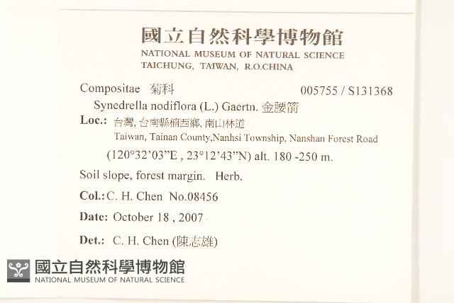 金腰箭藏品圖，第2張