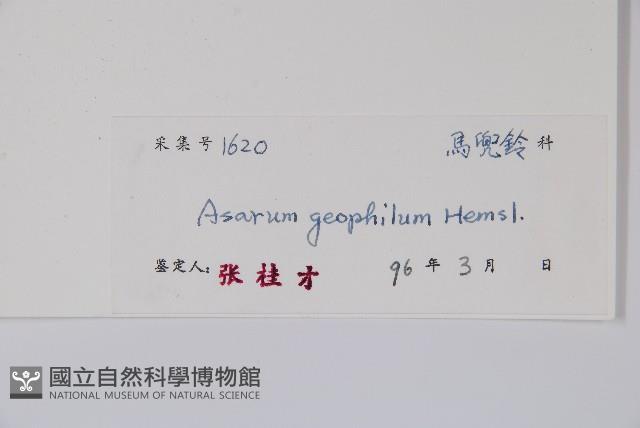 地花細辛藏品圖，第2張