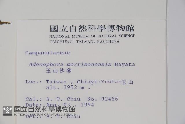 玉山沙參藏品圖，第2張