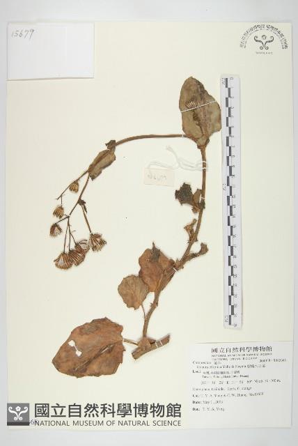 蘭嶼木耳菜藏品圖，第1張