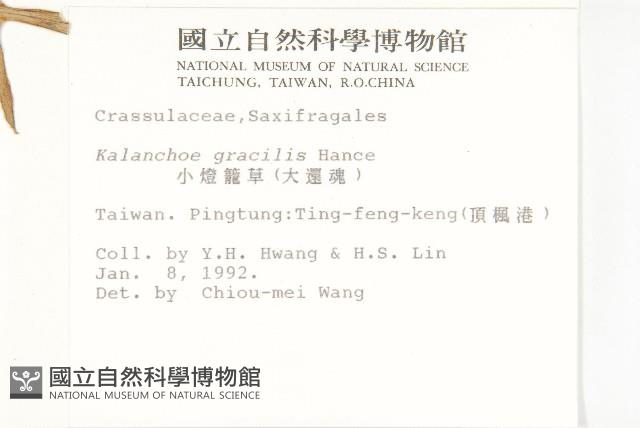 小燈籠草、大還魂藏品圖，第2張