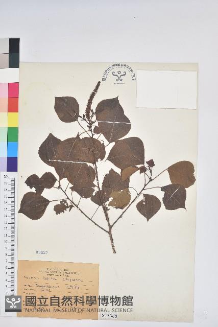 烏臼藏品圖，第1張