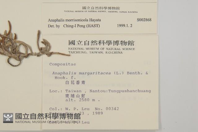 玉山抱莖籟簫藏品圖，第2張