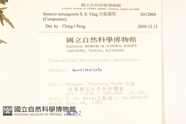 台東黃菀藏品圖，第2張