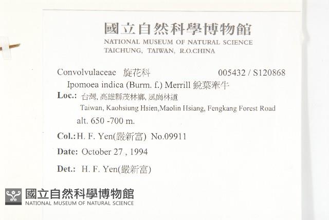 銳葉牽牛藏品圖，第2張