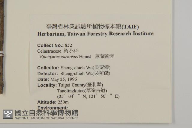 厚葉衛矛, 源一木藏品圖，第2張