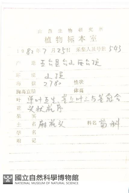 昂頭鳳毛菊藏品圖，第2張