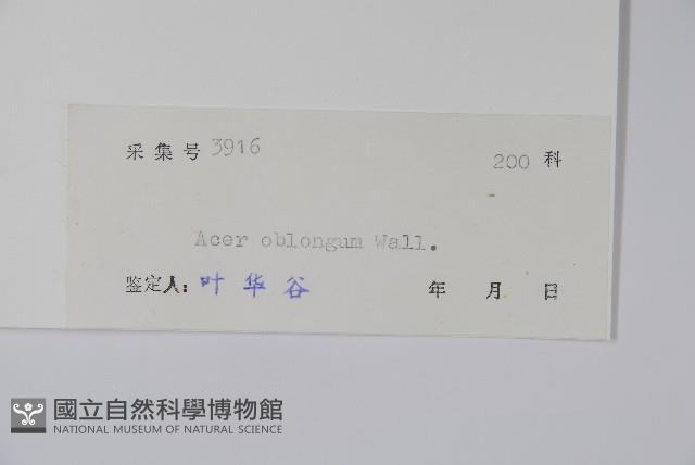 飛蛾槭藏品圖，第2張