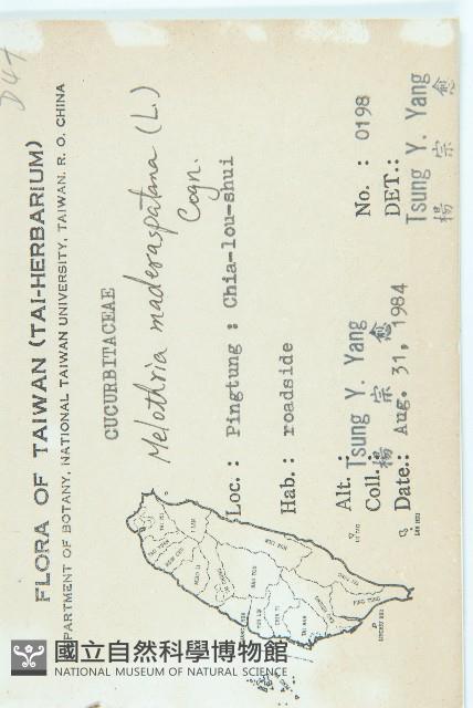 倒吊金鐘、天花藏品圖，第2張