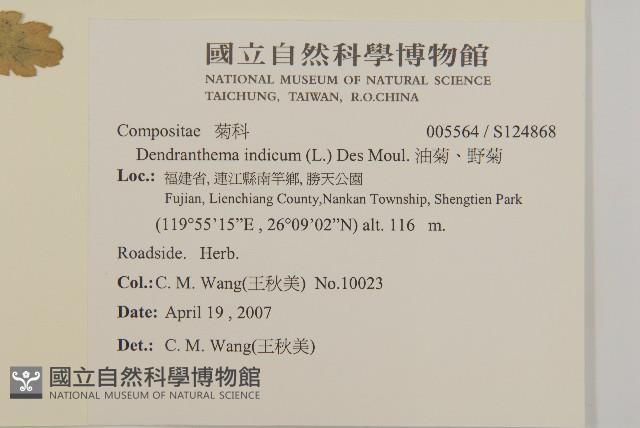 油菊、野菊藏品圖，第2張