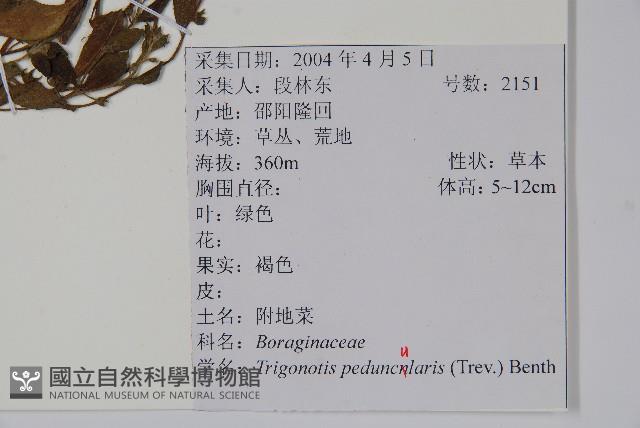 附地菜藏品圖，第2張