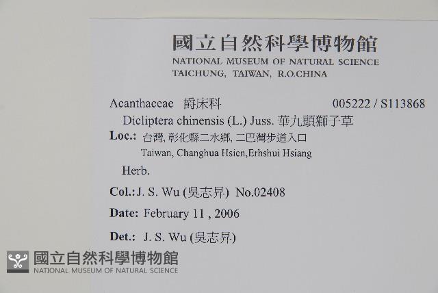 華九頭獅子草藏品圖，第2張