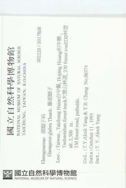 藤胡頹子藏品圖，第2張