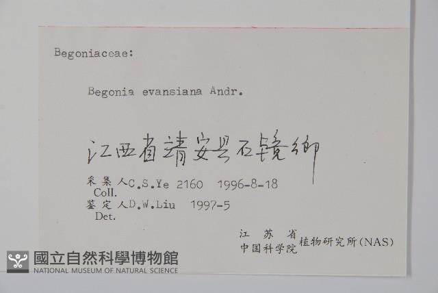 秋海棠藏品圖，第2張