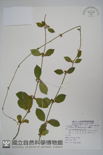 武靴藤藏品圖，第1張